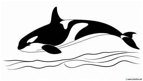 4 Coloring Pages Of Orcas - Free Coloring Pages for Kids - ColorFun.art