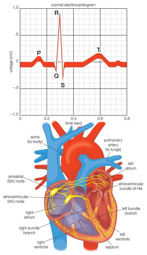 How the Heart's Electrical System Works | Heart electrical, Icu nursing, Nurse