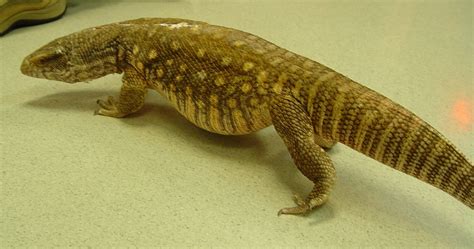 Savannah Monitor Care - CHICAGO EXOTICS ANIMAL HOSPITAL