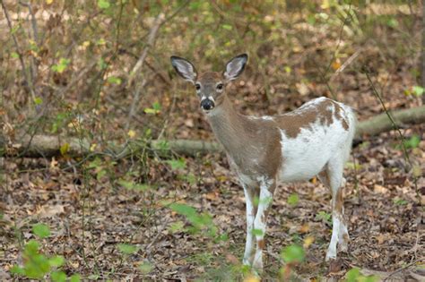 Piebald Deer (everything there is to know about them) - World Deer