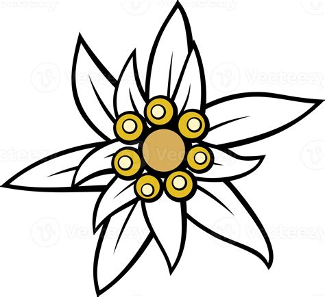 Edelweiss Flower PNG Illustration 32332288 PNG