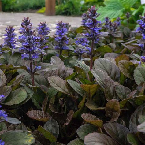 Ajuga Reptans Ground Cover Plant Seed