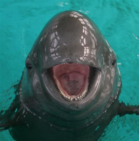 The most reliable way to distinguish porpoises from dolphins is by looking at their teeth ...