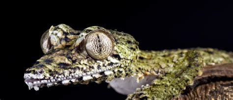 Satanic Mossy Leaf Tailed Gecko