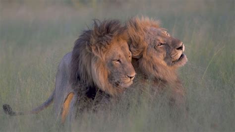 Photographer Captures Two Male Lions 'Mating' In Botswana | HuffPost