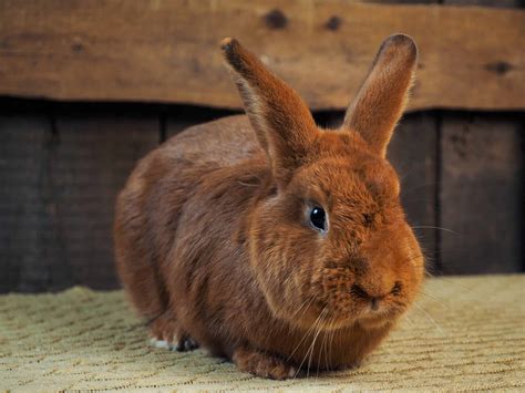 How to Care for New Zealand Rabbits - SimplyRabbits - Rabbit care