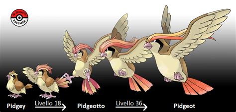 Pidgeotto | Analisi Pokémon Wiki | Fandom