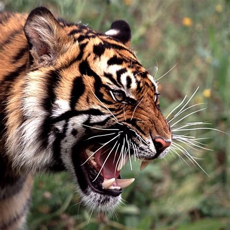 Angry Tiger Roar | Tiger roaring, Tiger pictures, Tiger face