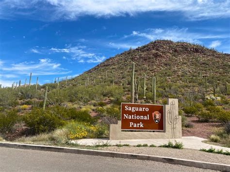 Saguaro National Park Archives - UponArriving