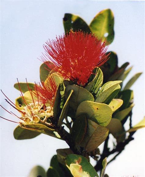 PlantFiles Pictures: 'Ohi'a Lehua (Metrosideros polymorpha), 1 by ...