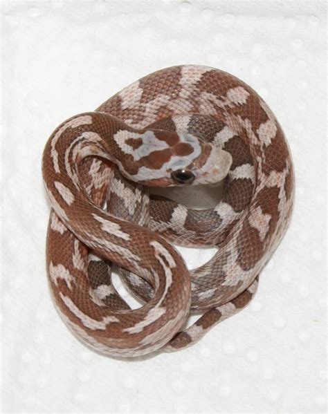 SE England 2011 Lavender Corn Snake Hatchlings - Reptile Forums