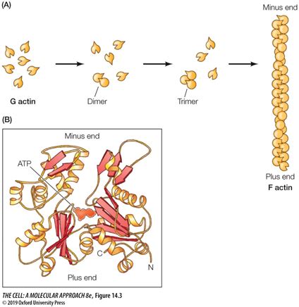 Cell Bio Quiz 3B (Actin and Actin Binding Proteins) Flashcards | Quizlet