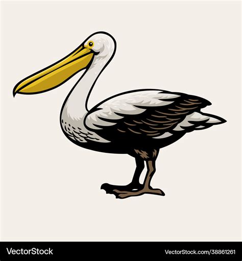 Pelican bird drawing Royalty Free Vector Image