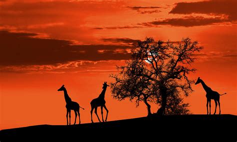 Giraffes At Sunset Photograph by Jaroslaw Grudzinski