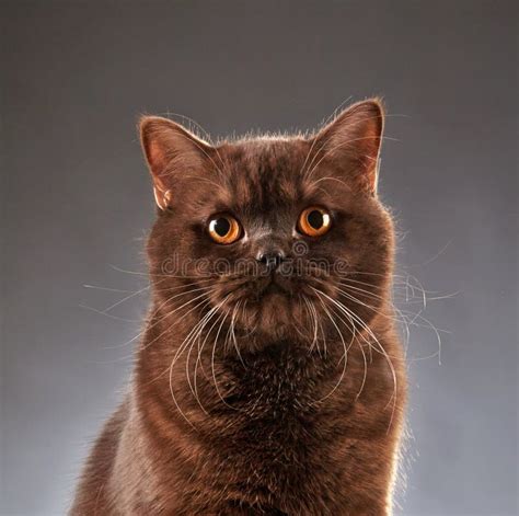 List 97+ Wallpaper Picture Of A Brown Cat Stunning