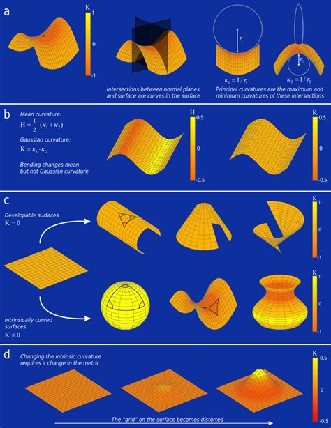 Measures of surface curvature. (a) The principal curvatures are... | Download Scientific Diagram