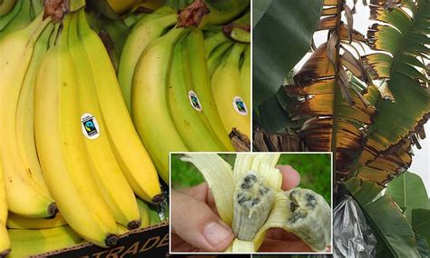 Scientists warn Cavendish bananas could go EXTINCT as 'catastrophic ...