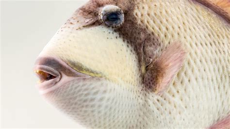 Triggerfish | National Geographic