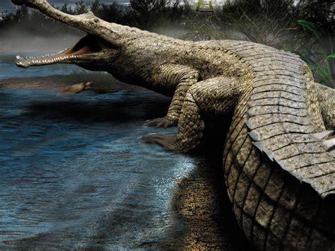 Sarcosuchus | Extinct Animals