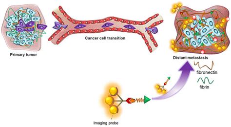 Janssen Biotech Licenses Alligator Bioscience's Lead Cancer Immunotherapy