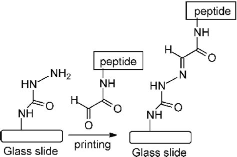 Semicarbazide-functionalized peptide immobilization on a glass surface. | Download Scientific ...