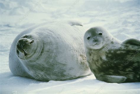 Weddell seals - Stock Image - Z936/0108 - Science Photo Library