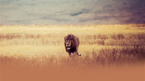 Deception Valley Lodge - An oasis in the Kalahari of Botswana