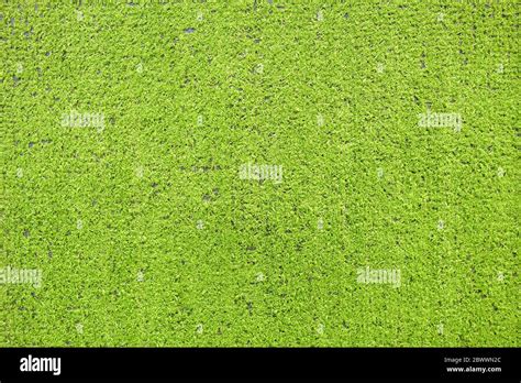 Old Artificial Grass Texture Background Stock Photo - Alamy