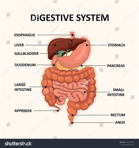 Human Digestive System Gi Tract Organs Stock Vector (Royalty Free ...