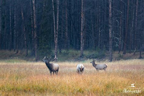 Western Wildlife | Photos of the West