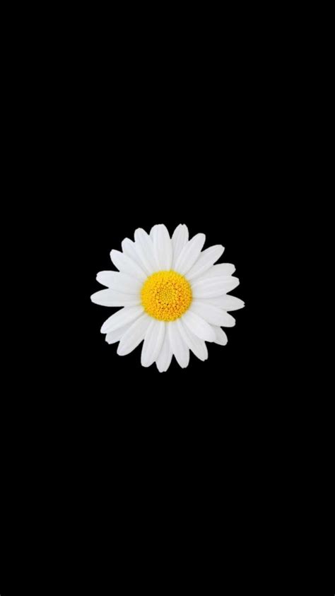 4K Daisy Wallpaper | WhatsPaper