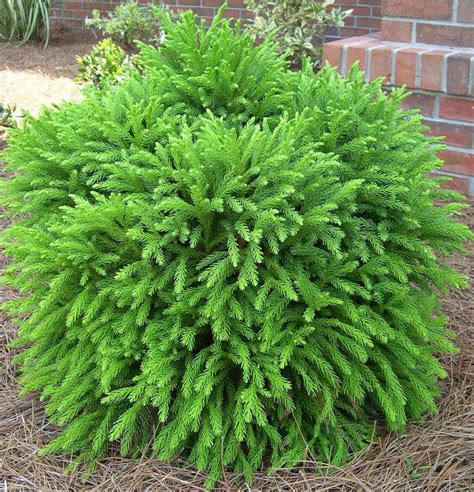 Dwarf cryptomeria, globe. Zones 5-7, full sun to part-shade, 2-3 ft tall dome can grow to 4-8 ft ...