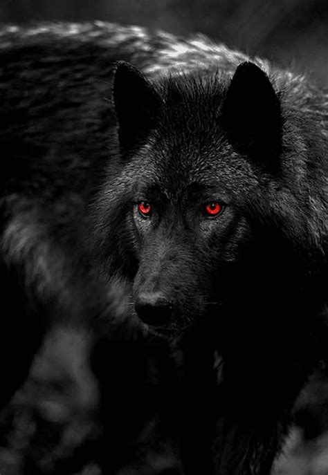 Wolf Red Eye | Black wolf, Wolf eyes, Wolf dog