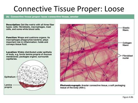 PPT - Connective Tissues PowerPoint Presentation, free download - ID:2182223