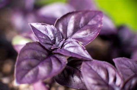 Purple Basil - Food Gardening Network