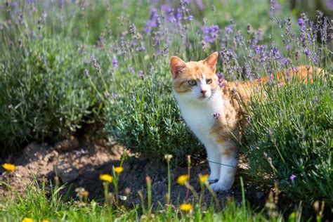 Is Lavender Safe for Cats? | Great Pet Care