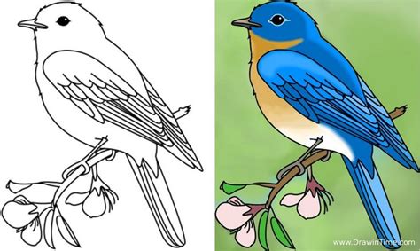 How to draw a bird tutorial http://drawintime.com/how-to-draw-a-bird ...