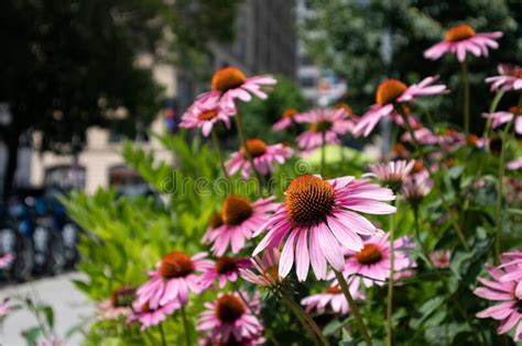 Beautiful Cone Flowers at Spring Street Park at Hudson Square in New York City during Summer ...