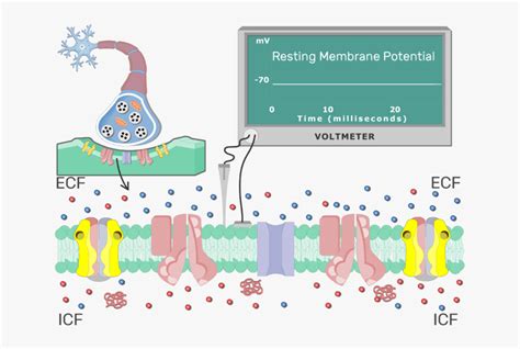 An Image Showing The Stabilizing Action Potential Of - Resting Cell ...