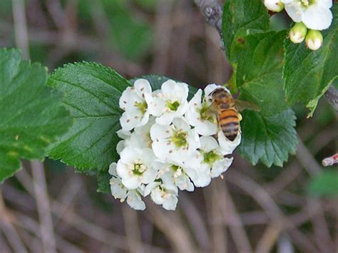 Crataegus douglasii (Black hawthorn) | NPIN | Plant images, Garden ...