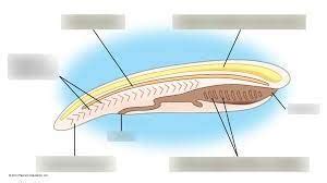 Chordate Anatomy Diagram | Quizlet