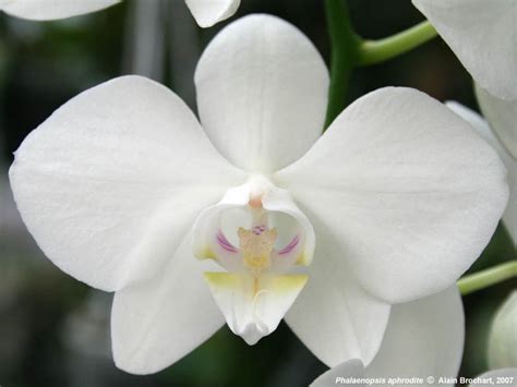 Phalaenopsis aphrodite - Alchetron, The Free Social Encyclopedia