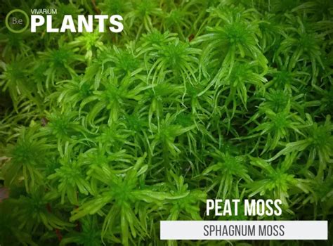 Sphagnum Moss "Peat Moss" Care Guide | Vivarium Plants