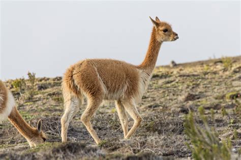 Climbing Mount Chimborazo | Ecuador Travel Photos