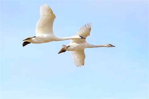 Trumpeter Swan | Audubon Field Guide