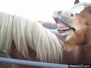 laughing horse on Make a GIF