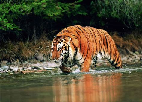 Assam Wildlife Tour | Wildlife Tours of Assam