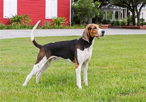 Treeing Walker Coonhound Dog Reviews - real reviews from real people