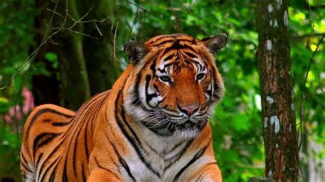 194 Tiger Front View Stock Video Footage - 4K and HD Video Clips | Shutterstock