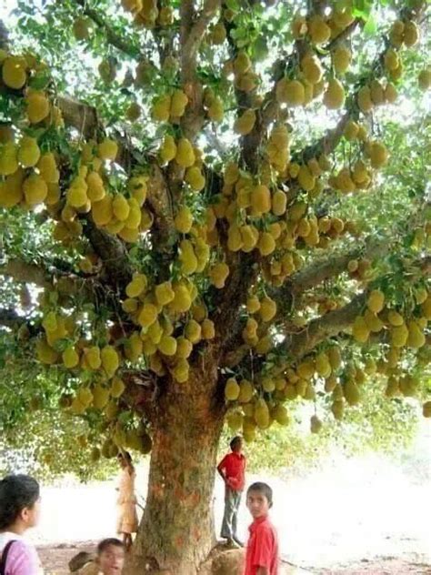 cempedak fruit tree - Google Search | Horta